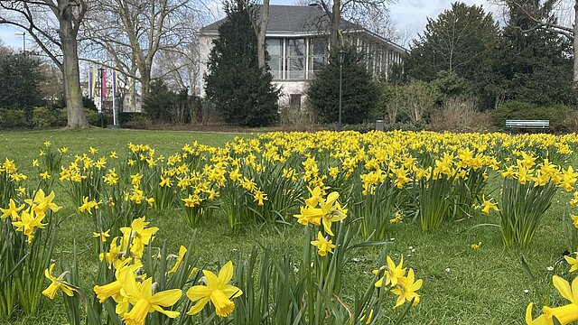 Narzissen im Malkastenpark
