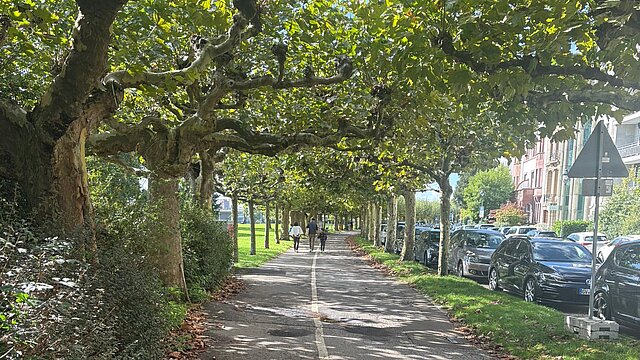 Eine Allee in Oberkassel