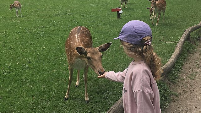 Kind füttert Rehe.