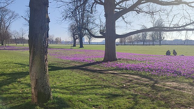 Viele Blüten im Park
