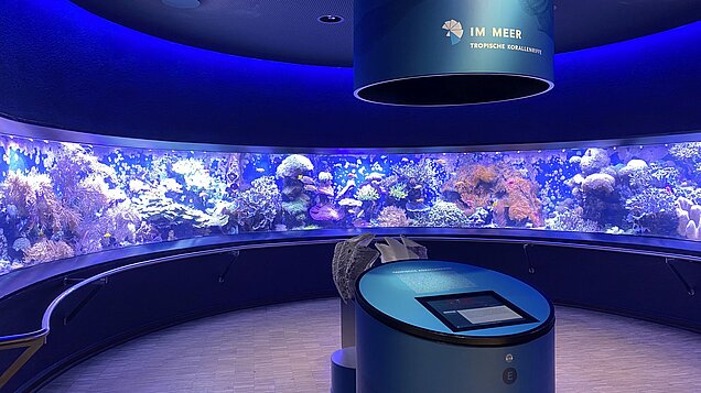 Ein großes Becken im Aquazoo.