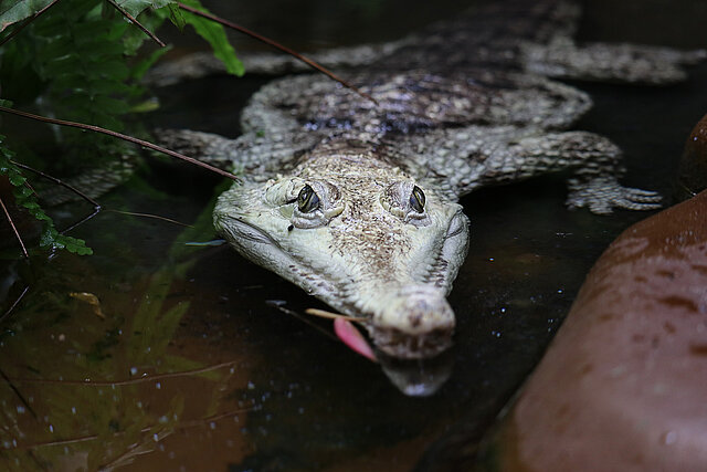 Australienkrokodil  im Aquazoo Löbbecke Museum