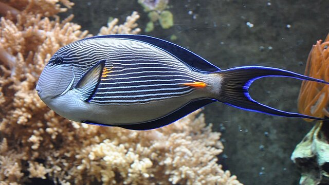 Ein arabischer Doktorfisch im Wasser.