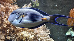Ein arabischer Doktorfisch im Wasser.