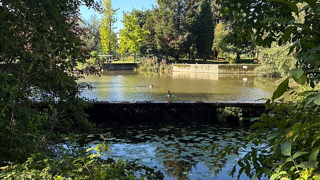 Ein See im botanischen Garten