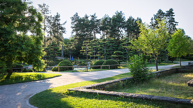 Bäume im Japanischen Garten