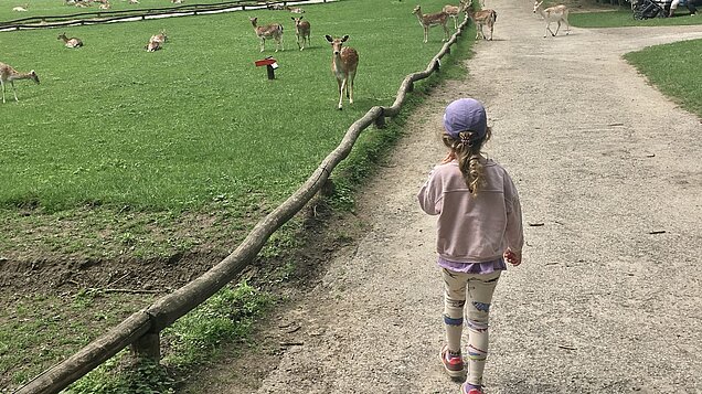 Kind nähert sich den Rehen im Wildpark.