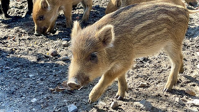 Frischlinge schnüffeln am Boden