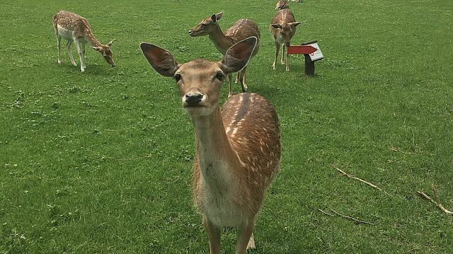Reh im Wildpark
