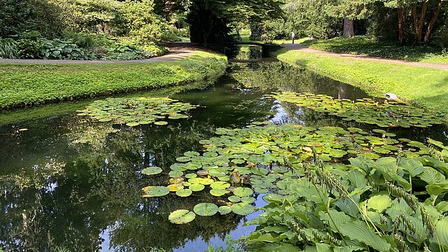 Ein Seerosenteich im englischen Garten