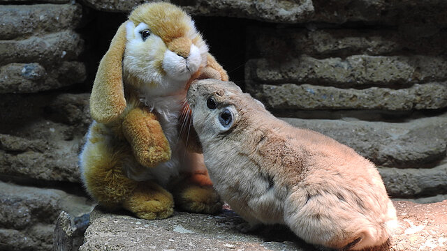 EIn Gundi mit Kuscheltierhase